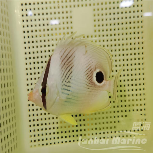 美国四眼蝶 商品图2