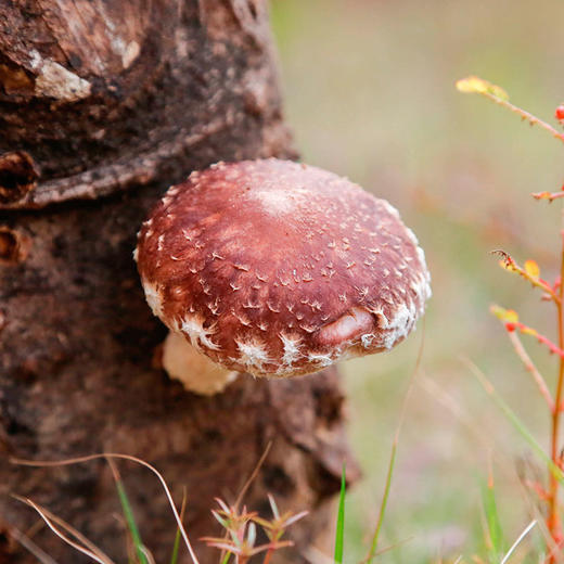 清远市林中宝粤北香菇180g/包 新款包装 商品图3