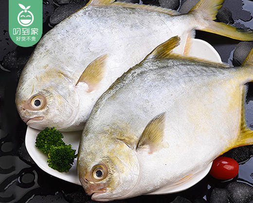 【叼鲜】本港活杀金鲳鱼（三去）/1条（350-450g） 商品图1