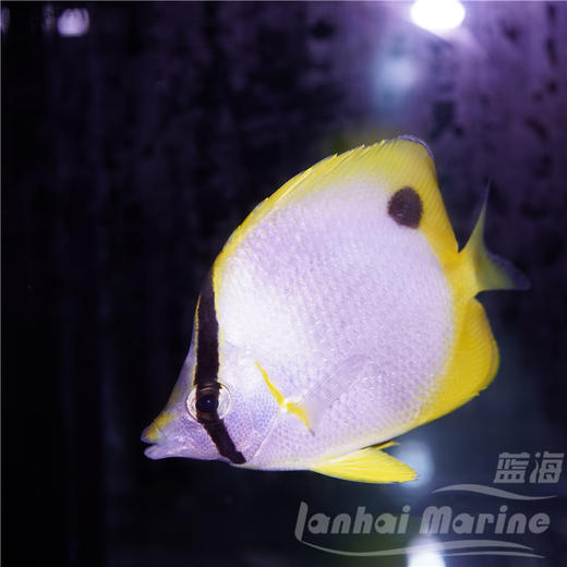 美国雪花蝶 商品图5