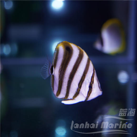 天使蝶-吃垃圾葵 商品图2