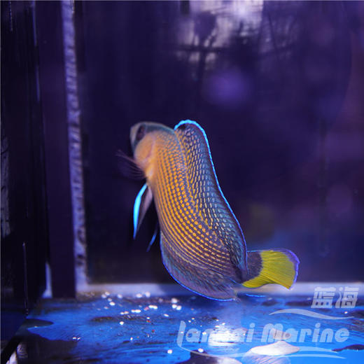 黄尾珍珠鬼王 商品图5