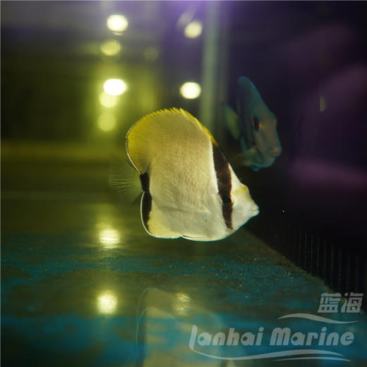 美国珊瑚蝶 商品图3