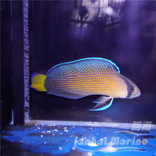 黄尾珍珠鬼王 商品图8