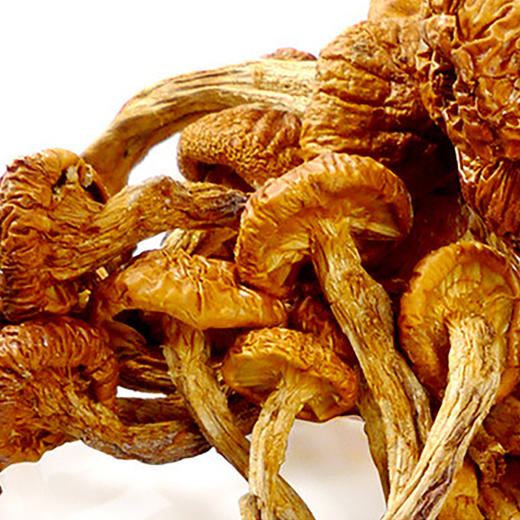 清远市林中宝珍珠菇130g/包 新款包装 商品图1