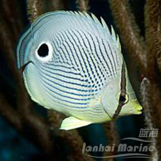 美国四眼蝶 商品图1