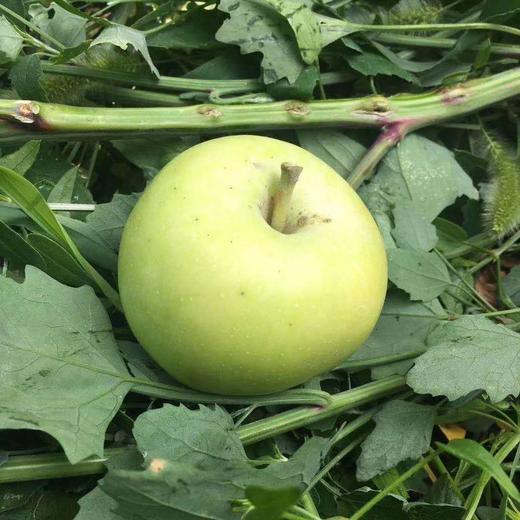 丨生态丨酵素青苹果 净重8斤，实发8斤以上,一两个坏果不售后 商品图3