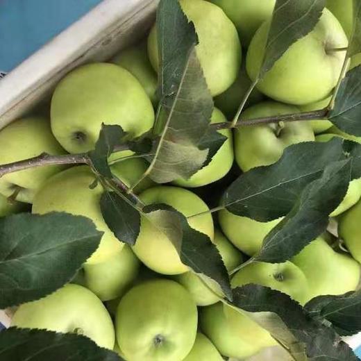 丨生态丨酵素青苹果 净重8斤，实发8斤以上,一两个坏果不售后 商品图4