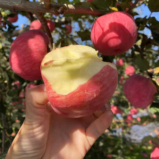 【助农】正宗山东烟台红富士 脆甜爽口 皮薄鲜美多汁 商品图2