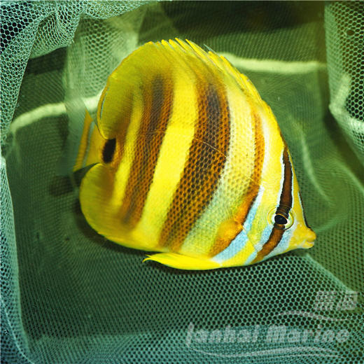 澳州彩虹蝶 商品图2