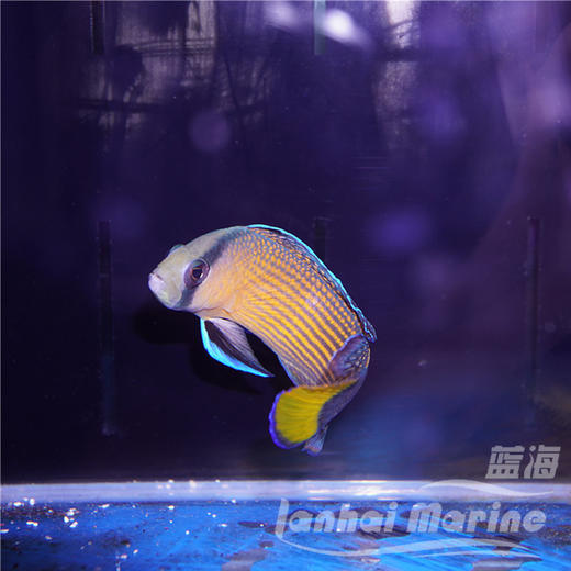 黄尾珍珠鬼王 商品图4