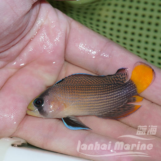 黄尾珍珠鬼王 商品图6