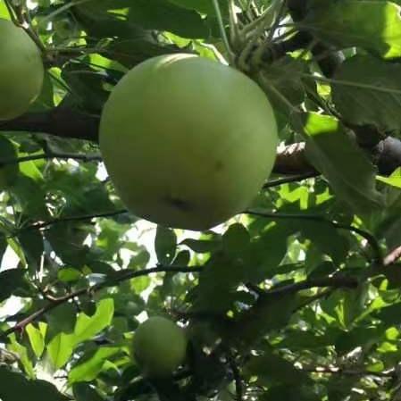 丨生态丨酵素青苹果 净重8斤，实发8斤以上,一两个坏果不售后 商品图5