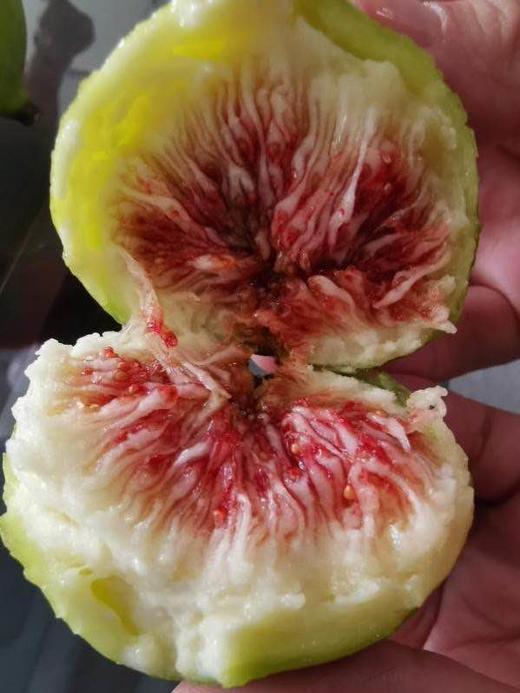 有机无花果 商品图12
