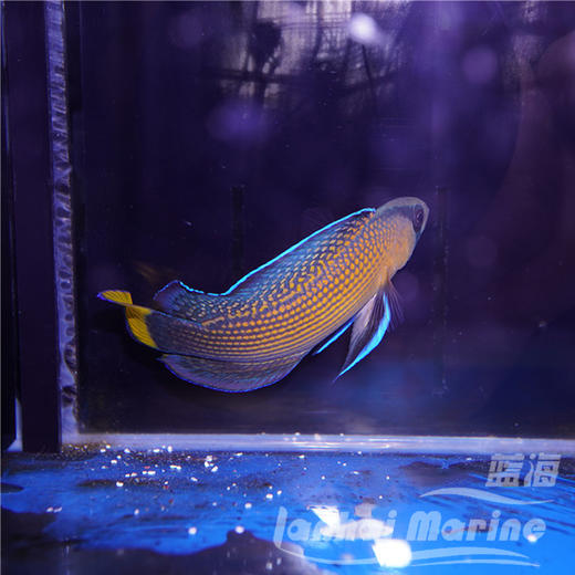 黄尾珍珠鬼王 商品图2