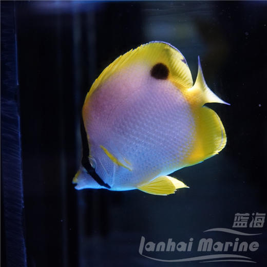 美国雪花蝶 商品图7