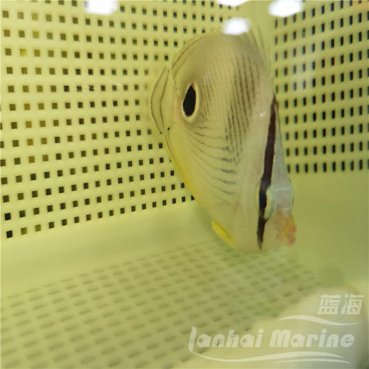 美国四眼蝶 商品图5