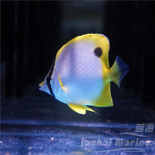 美国雪花蝶 商品图2