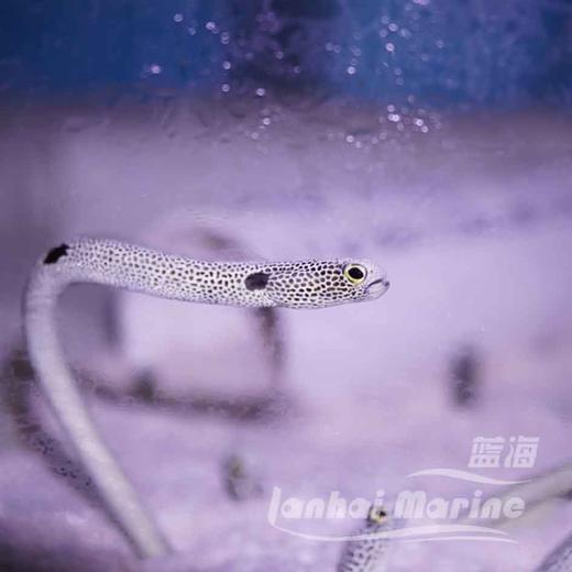 花园鳗 商品图8