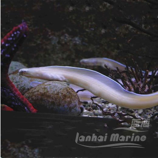 白鳗/幽灵鳗 商品图1