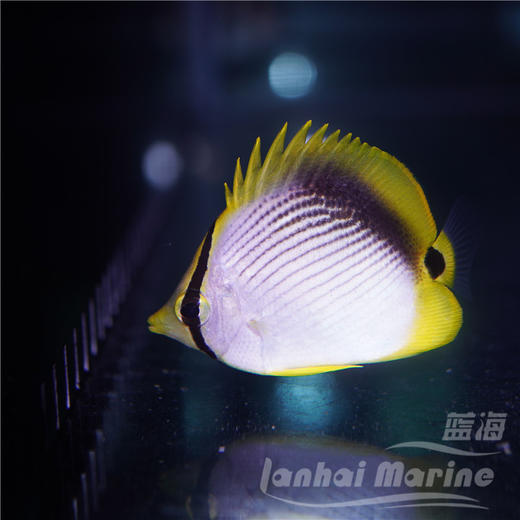 太阳蝶 商品图2