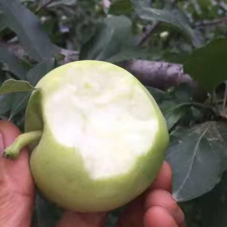 丨生态丨酵素青苹果 净重8斤，实发8斤以上,一两个坏果不售后 商品图1