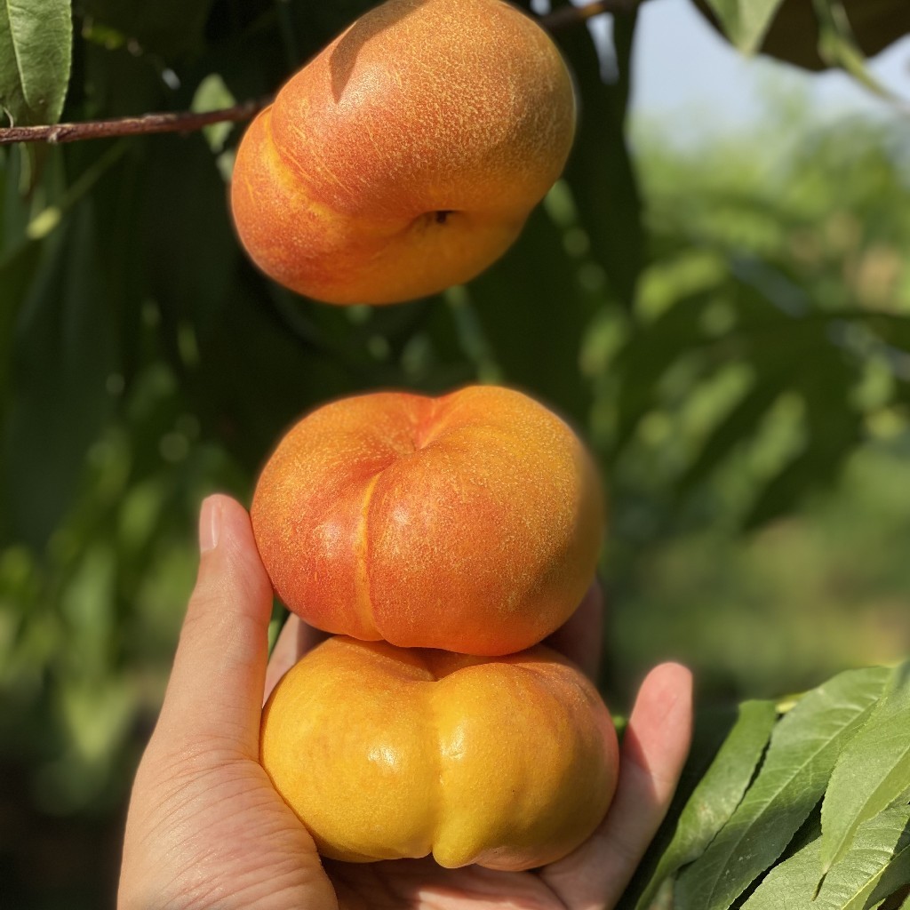 陕西大荔黄金油蟠桃 4.3-4.5斤 12颗精品果礼盒装(挑软的先吃)