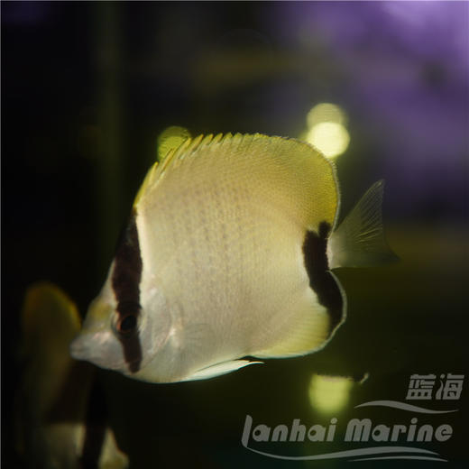 美国珊瑚蝶 商品图1