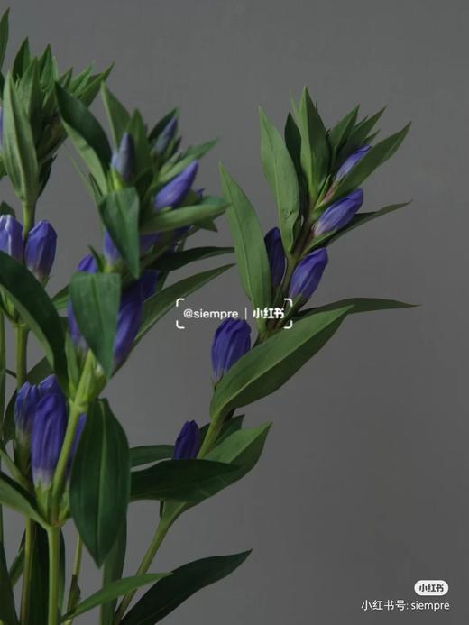 配花-进口品种龙胆-紫色-10支 商品图3