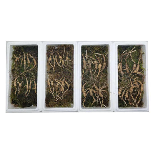 长白山15年新鲜野山参10支礼盒装 商品图3