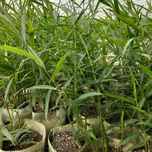 生态蟠桃鲜嫩仔姜  | 姜味实足  现挖现发  | 基地直发包邮*Flat Peach Ginger 商品图2