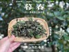 只对会员专供的2021有机春寿眉《暮春》来了，生态有机茶的品质，普通春寿眉的价格 商品缩略图1