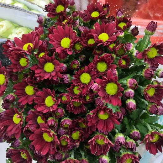 菊花-多头小菊-铁锈红-10枝/扎 商品图0