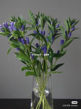 配花-进口品种龙胆-紫色-10支