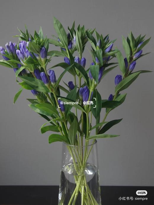 配花-进口品种龙胆-紫色-10支 商品图0