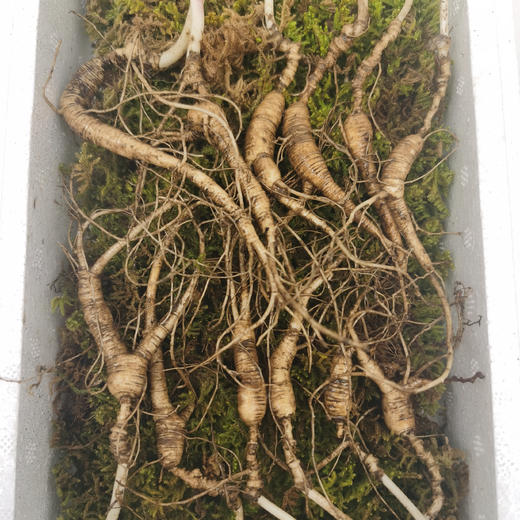 长白山15年新鲜野山参10支礼盒装 商品图1