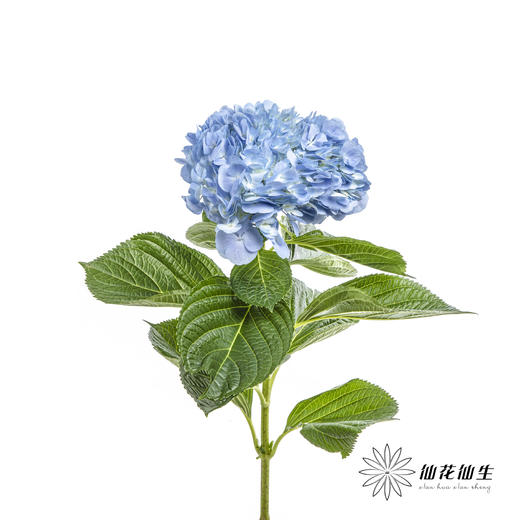 绣球 | 天蓝 商品图4