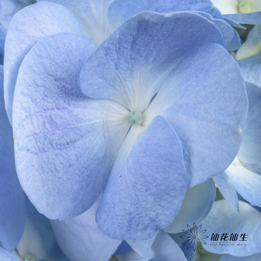 绣球 | 天蓝 商品图1