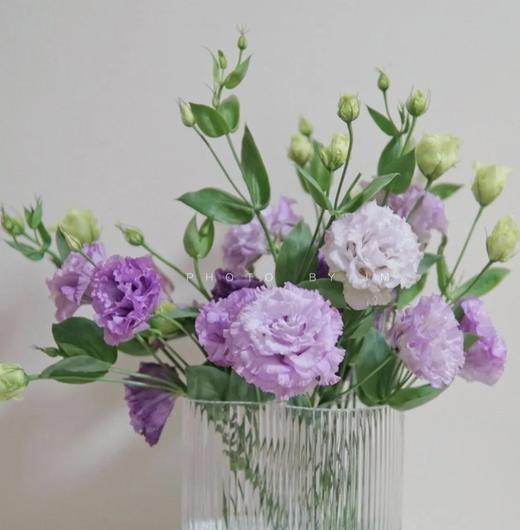 ycpp洋桔梗波浪浅紫06kg左右