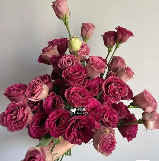 ycpp洋桔梗酒红色08kg左右55cm