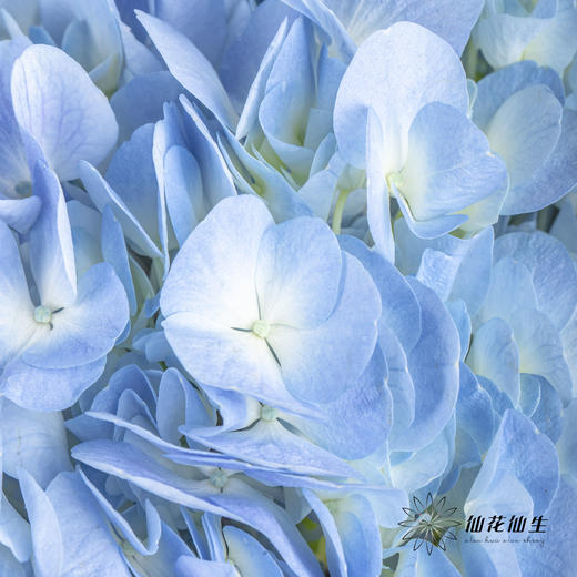 绣球 | 天蓝 商品图5