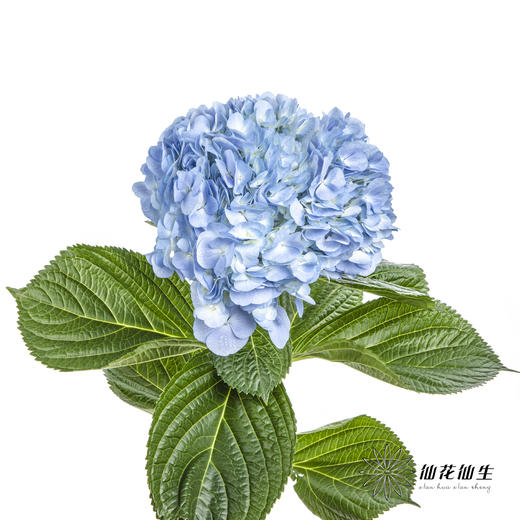 绣球 | 天蓝 商品图0