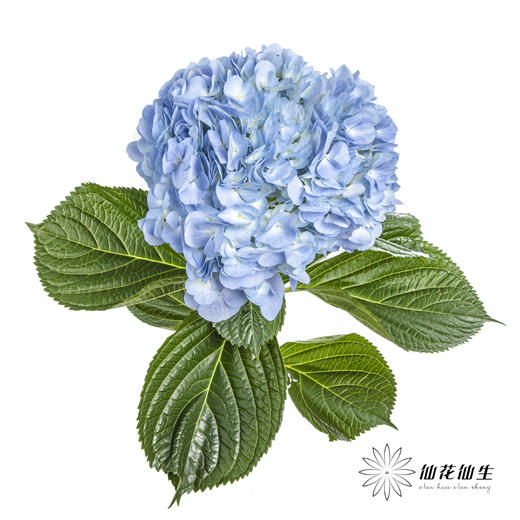 绣球 | 天蓝 商品图6