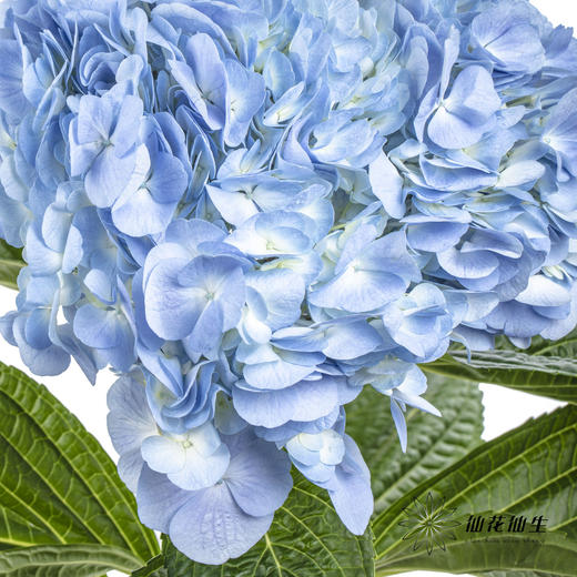 绣球 | 天蓝 商品图3