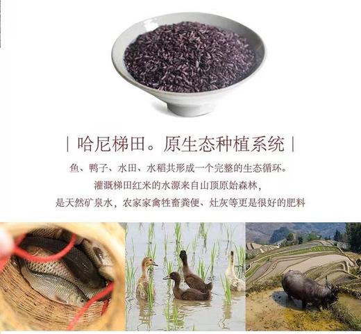 【2025新米上市】中国地理标识产品，云南墨江留胚紫米 ，哈尼梯田新米，源自中国紫米之乡，富含花青素，美容养颜 商品图7