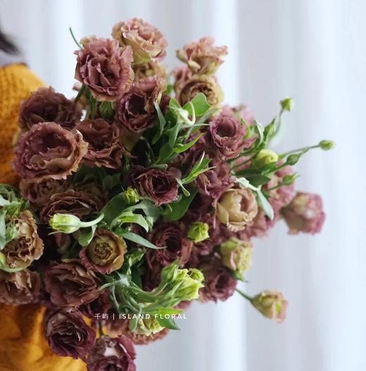 yp洋桔梗咖啡色茶色