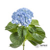 绣球 | 天蓝 商品缩略图2