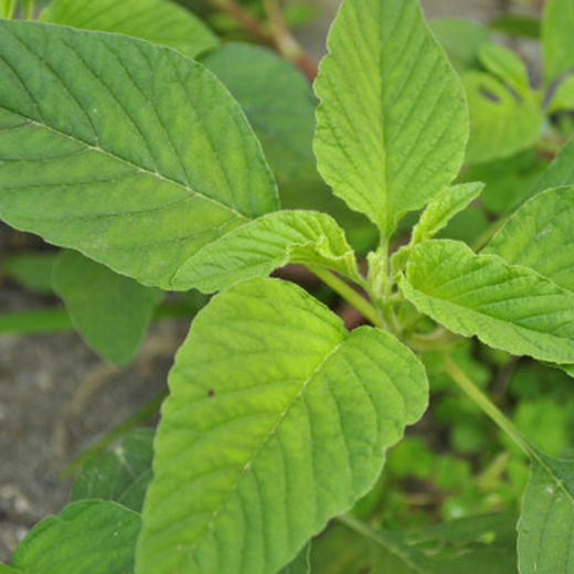彩虹雨农场配送新鲜青菜生态蔬菜野苋菜京津冀满百包邮