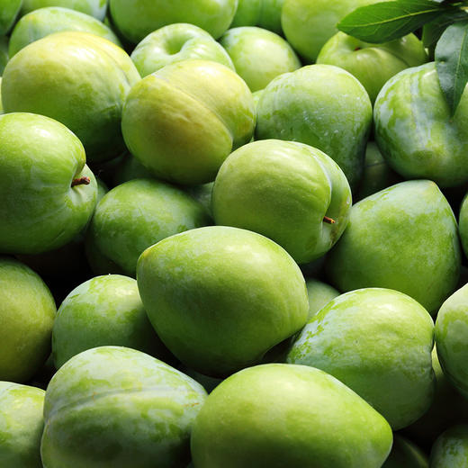 冰糖李大果李子脆甜多汁