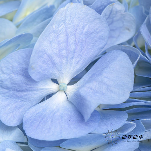 绣球 | 天蓝 商品图7